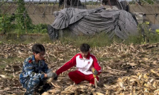 大学生国庆8天假掰了7天半玉米 !直言:“自己多弯一次腰父母就少吃一点苦”!