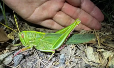
        		合肥发现最大蝗虫 专家：肉质丰满 可做美食 !	