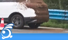 
        		SUV车尾爬满密密麻麻的蜜蜂 车主称车上没有吃的 网友：妥妥“顺蜂车” !	