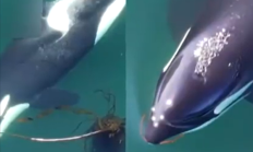 科学家发现虎鲸爱搓澡：用的是你喜欢吃的海带