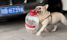 狗狗捡瓶子25天收入1300多 网友:真人不如狗 比我挣得多 !