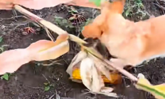 主人称狗狗下地掰玉米掰了三年了 !网友:果然是凭实力吃饭 !