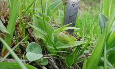 第一次！成都邛崃山发现“仙女的拖鞋”