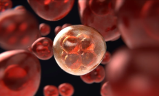 全球首例！我国灵长类自体胚胎干细胞成功构建