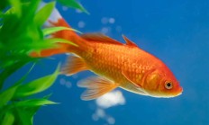 “巧克力”大爷直播钓鱼引万人围观：皮肤晒成酱油色