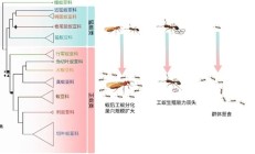 工蚁为何放弃繁殖养育同类 科学家揭开蚂蚁亿年演化之谜