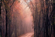 词语阐述剖析:暗度陈仓猜打一正确生肖暗度陈仓什么意思,精准文化解析释义落实